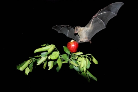 Bat Exclusion