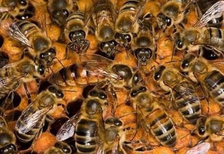 Bee Swarm Removal