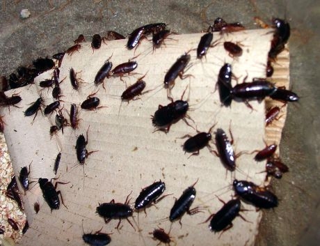 Pest Control